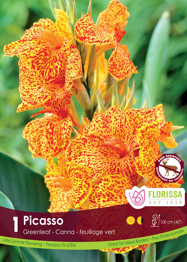 Canna 'Greenleaf Picasso'