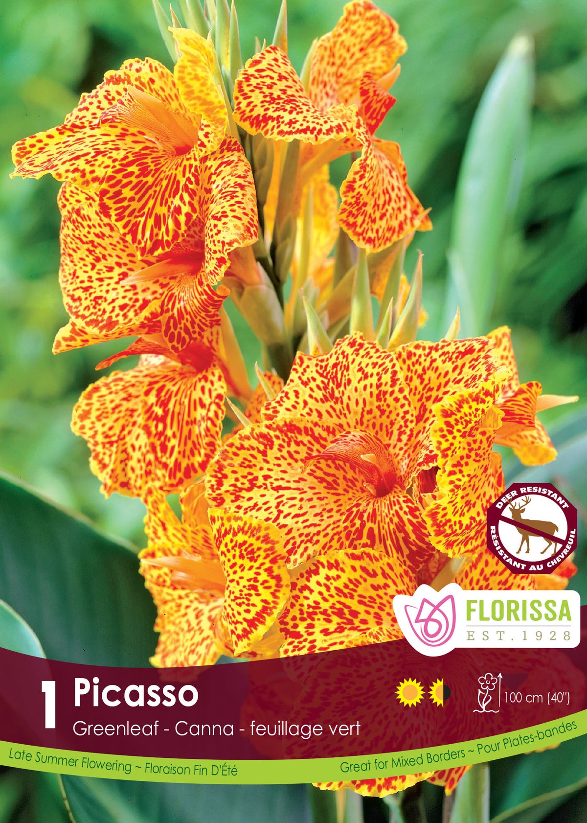 Canna ‘Green Picasso’ (<em>Canna</em> ‘Green Picasso’)