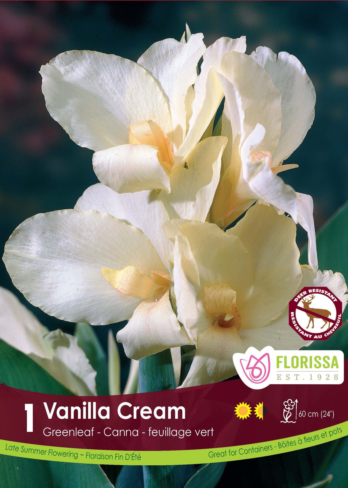 Canna ‘Green Vanilla Cream’ ( Canna ‘Vanilla Cream’) : des fleurs de canna blanc crème légèrement teintées de jaune. Le visuel Florissa présente la plante et son nom dans la partie inférieure de l’étiquette. La photographie occupe presque toute la surface, tandis que le bandeau du bas rassemble les indications du produit. Cette vue permet de reconnaître son apparence et de distinguer la variété présentée.