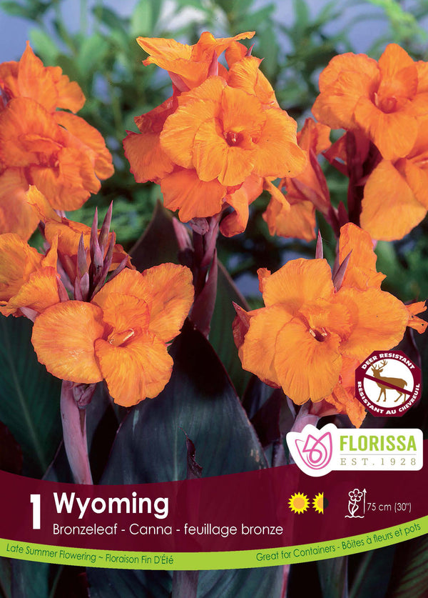 Canna 'Bronze Wyoming' (1 rhizome)