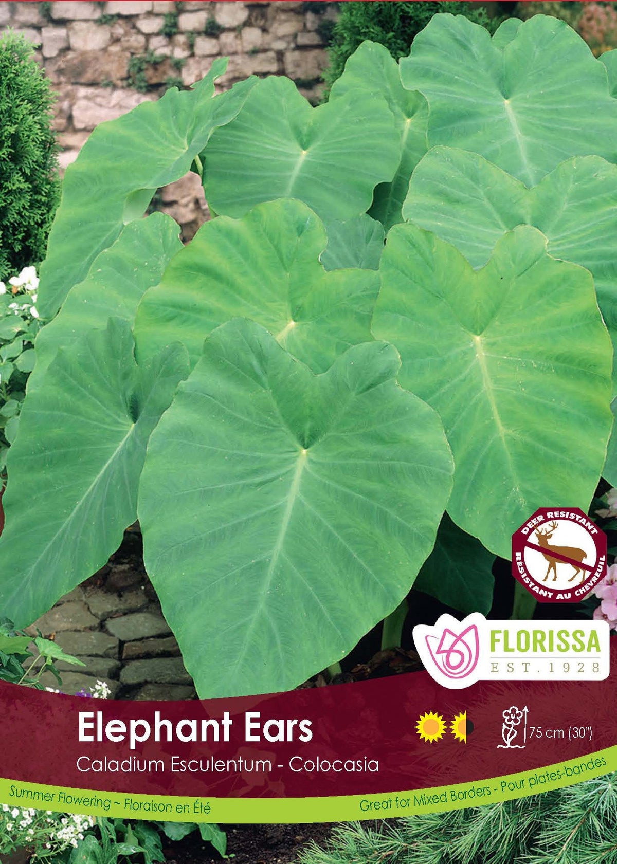 Oreilles d’éléphant ( Colocasia esculenta ) : de très grandes feuilles vertes en forme de cœur, aux nervures rayonnantes. Le visuel Florissa présente la plante et son nom dans la partie inférieure de l’étiquette. La photographie occupe presque toute la surface, tandis que le bandeau du bas rassemble les indications du produit. Cette vue permet de reconnaître son apparence et de distinguer la variété présentée.