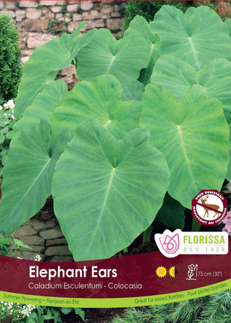 Oreilles d’éléphant ( Colocasia esculenta ) : de très grandes feuilles vertes en forme de cœur, aux nervures rayonnantes. Le visuel Florissa présente la plante et son nom dans la partie inférieure de l’étiquette. La photographie occupe presque toute la surface, tandis que le bandeau du bas rassemble les indications du produit. Cette vue permet de reconnaître son apparence et de distinguer la variété présentée.