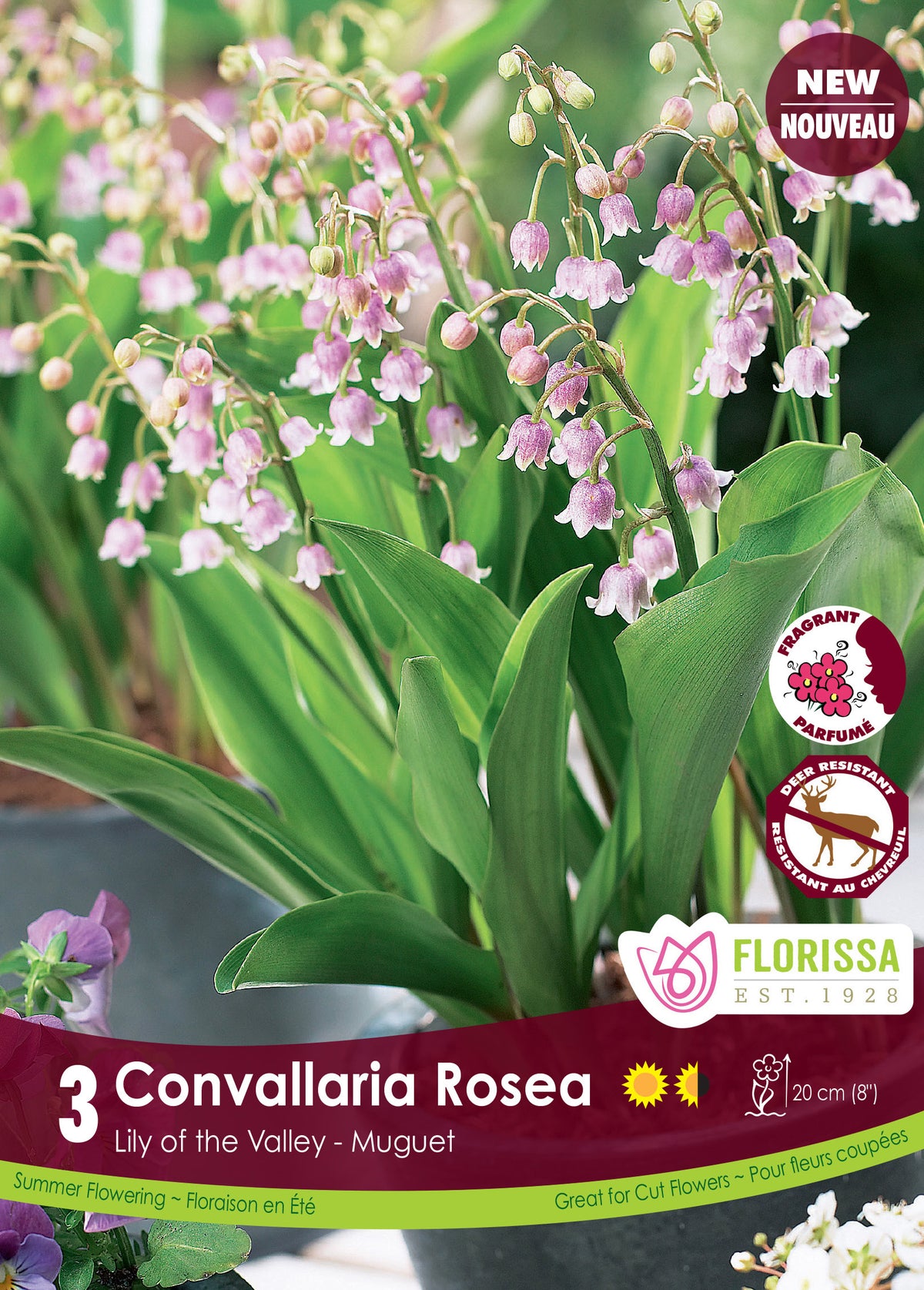 Muguet ‘Convallaria Rosea’ ( Convallaria ) : des clochettes de muguet roses au-dessus de larges feuilles vertes. Le visuel Florissa présente la plante et son nom dans la partie inférieure de l’étiquette. La photographie occupe presque toute la surface, tandis que le bandeau du bas rassemble les indications du produit. Cette vue permet de reconnaître son apparence et de distinguer la variété présentée.