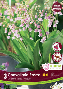 Muguet ‘Convallaria Rosea’ ( Convallaria ) : des clochettes de muguet roses au-dessus de larges feuilles vertes. Le visuel Florissa présente la plante et son nom dans la partie inférieure de l’étiquette. La photographie occupe presque toute la surface, tandis que le bandeau du bas rassemble les indications du produit. Cette vue permet de reconnaître son apparence et de distinguer la variété présentée.