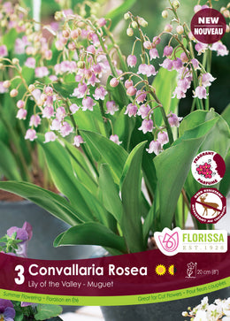 Lily of the Valley 'Convallaria Rosea'