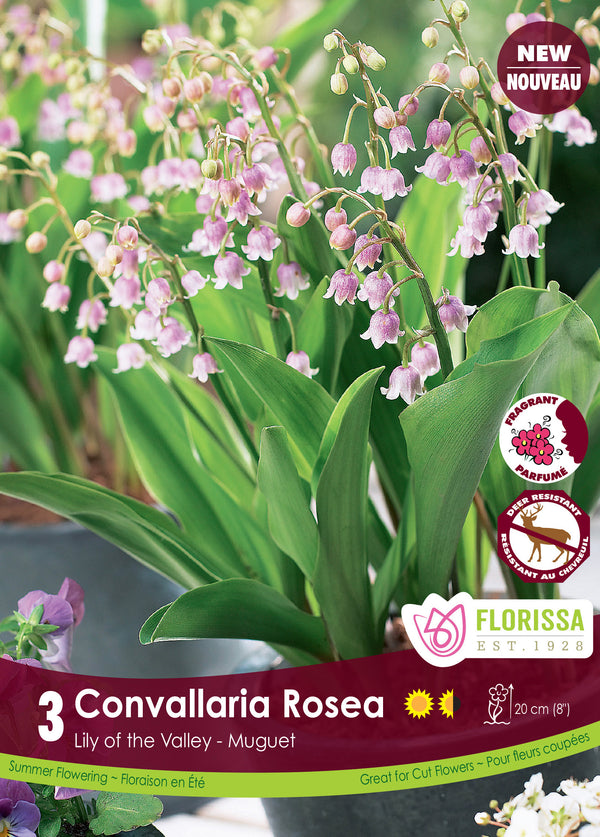 Lily of the Valley 'Convallaria Rosea'