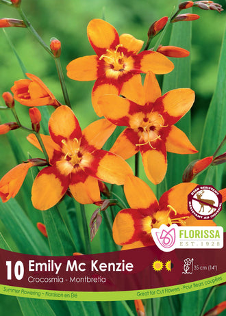 A 60 cm Emily McKenzie crocosmia clump carries arching stems filled with bright orange with coppery-red centres flowers