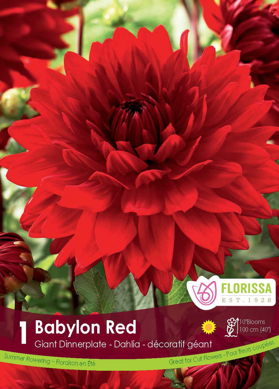 Dahlia ‘Babylon Red’ ( Dahlia ) : un grand dahlia rouge aux pétales nombreux et pointus. Le visuel Florissa présente la plante et son nom dans la partie inférieure de l’étiquette. La photographie occupe presque toute la surface, tandis que le bandeau du bas rassemble les indications du produit. Cette vue permet de reconnaître son apparence et de distinguer la variété présentée.