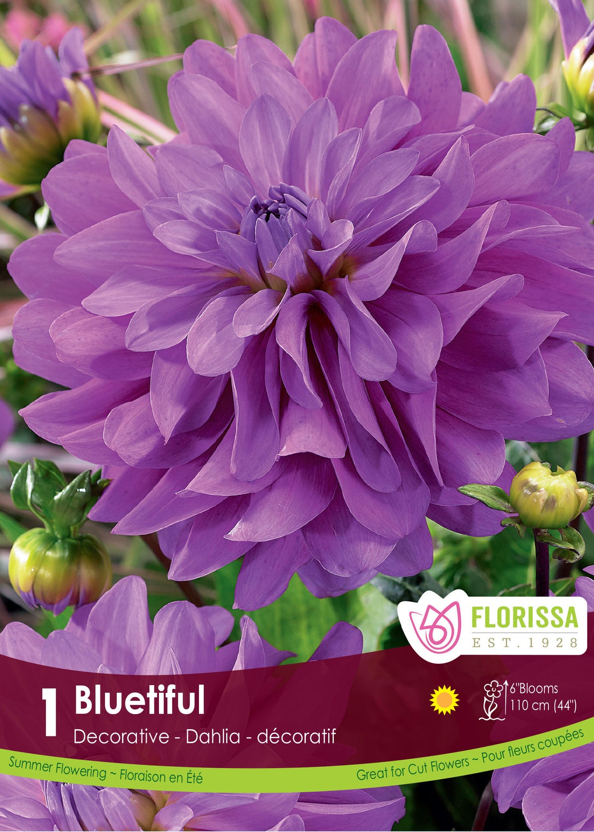 Dahlia ‘Bluetiful’ ( Dahlia ) : un dahlia lilas aux pétales nombreux et pointus. Le visuel Florissa présente la plante et son nom dans la partie inférieure de l’étiquette. La photographie occupe presque toute la surface, tandis que le bandeau du bas rassemble les indications du produit. Cette vue permet de reconnaître son apparence et de distinguer la variété présentée.