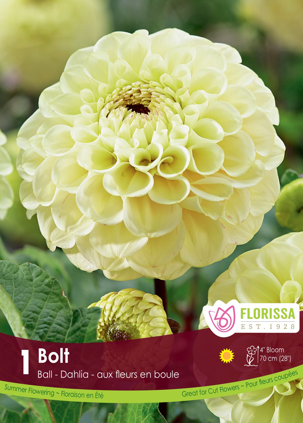 Dahlia pompon ‘Bolt’ ( Dahlia ) : un dahlia arrondi jaune crème à petit centre visible. Le visuel Florissa présente la plante et son nom dans la partie inférieure de l’étiquette. La photographie occupe presque toute la surface, tandis que le bandeau du bas rassemble les indications du produit. Cette vue permet de reconnaître son apparence et de distinguer la variété présentée.