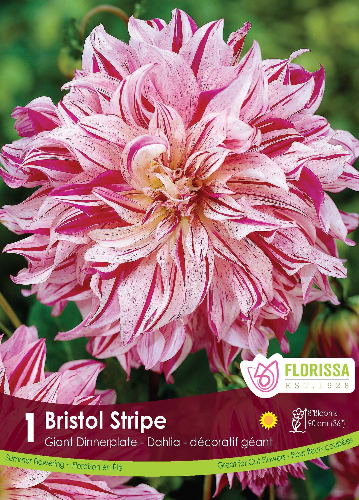 Dahlia ‘Bristol Stripe’ ( Dahlia ) : un dahlia blanc rayé de rouge rosé, aux pétales allongés. Le visuel Florissa présente la plante et son nom dans la partie inférieure de l’étiquette. La photographie occupe presque toute la surface, tandis que le bandeau du bas rassemble les indications du produit. Cette vue permet de reconnaître son apparence et de distinguer la variété présentée.