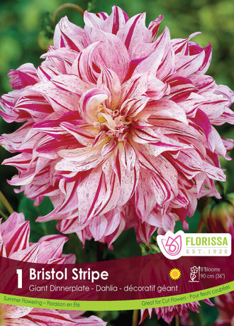 Dahlia ‘Bristol Stripe’ ( Dahlia ) : un dahlia blanc rayé de rouge rosé, aux pétales allongés. Le visuel Florissa présente la plante et son nom dans la partie inférieure de l’étiquette. La photographie occupe presque toute la surface, tandis que le bandeau du bas rassemble les indications du produit. Cette vue permet de reconnaître son apparence et de distinguer la variété présentée.