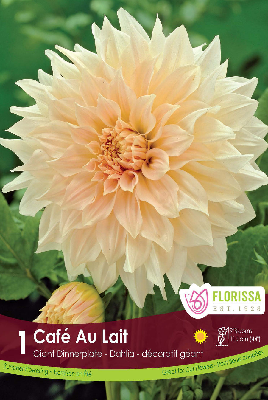 Giant Dahlia 'Café au Lait Rose'