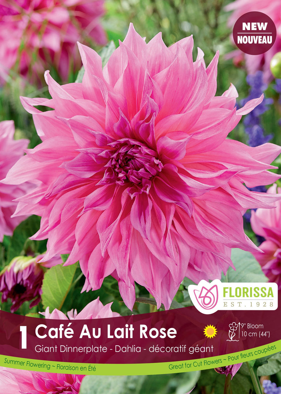 Dahlia géant ‘Café au Lait Rose’ ( Dahlia ) : un grand dahlia rose vif aux nombreux pétales pointus. Le visuel Florissa présente la plante et son nom dans la partie inférieure de l’étiquette. La photographie occupe presque toute la surface, tandis que le bandeau du bas rassemble les indications du produit. Cette vue permet de reconnaître son apparence et de distinguer la variété présentée.