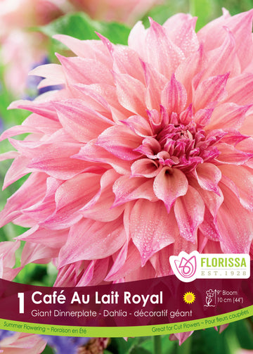 Dahlia géant 'Café au Lait Royal'