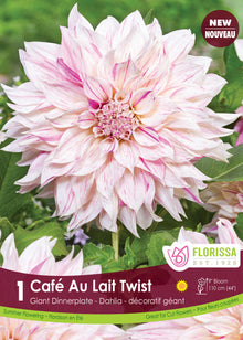 Dahlia géant ‘Café au Lait Twist’ ( Dahlia ) : un grand dahlia blanc légèrement strié de rose. Le visuel Florissa présente la plante et son nom dans la partie inférieure de l’étiquette. La photographie occupe presque toute la surface, tandis que le bandeau du bas rassemble les indications du produit. Cette vue permet de reconnaître son apparence et de distinguer la variété présentée.