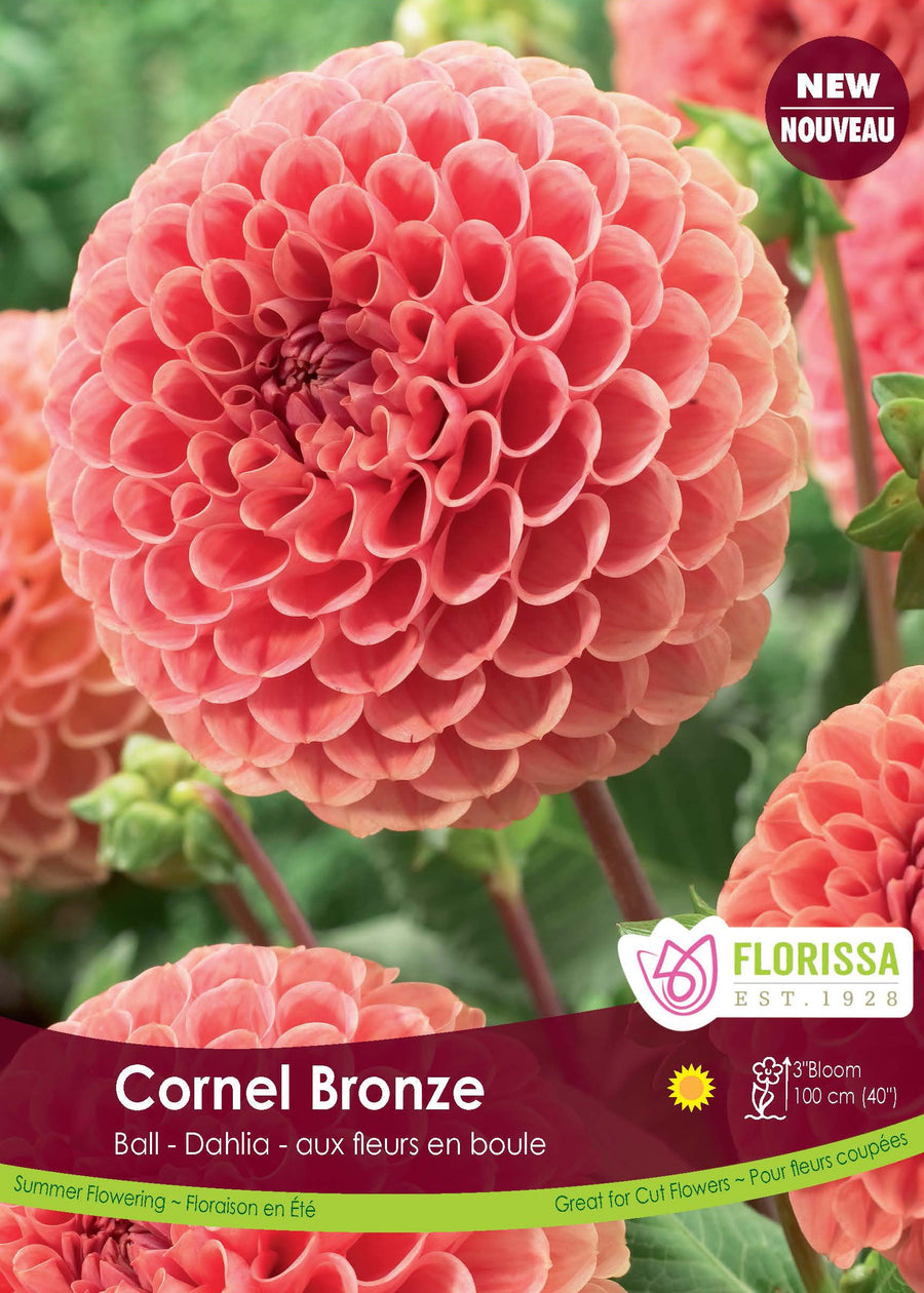 Dahlia pompon ‘Cornel Bronze’ ( Dahlia ) : une fleur de dahlia bronze rosé aux pétales serrés en boule. Le visuel Florissa présente la plante et son nom dans la partie inférieure de l’étiquette. La photographie occupe presque toute la surface, tandis que le bandeau du bas rassemble les indications du produit. Cette vue permet de reconnaître son apparence et de distinguer la variété présentée.