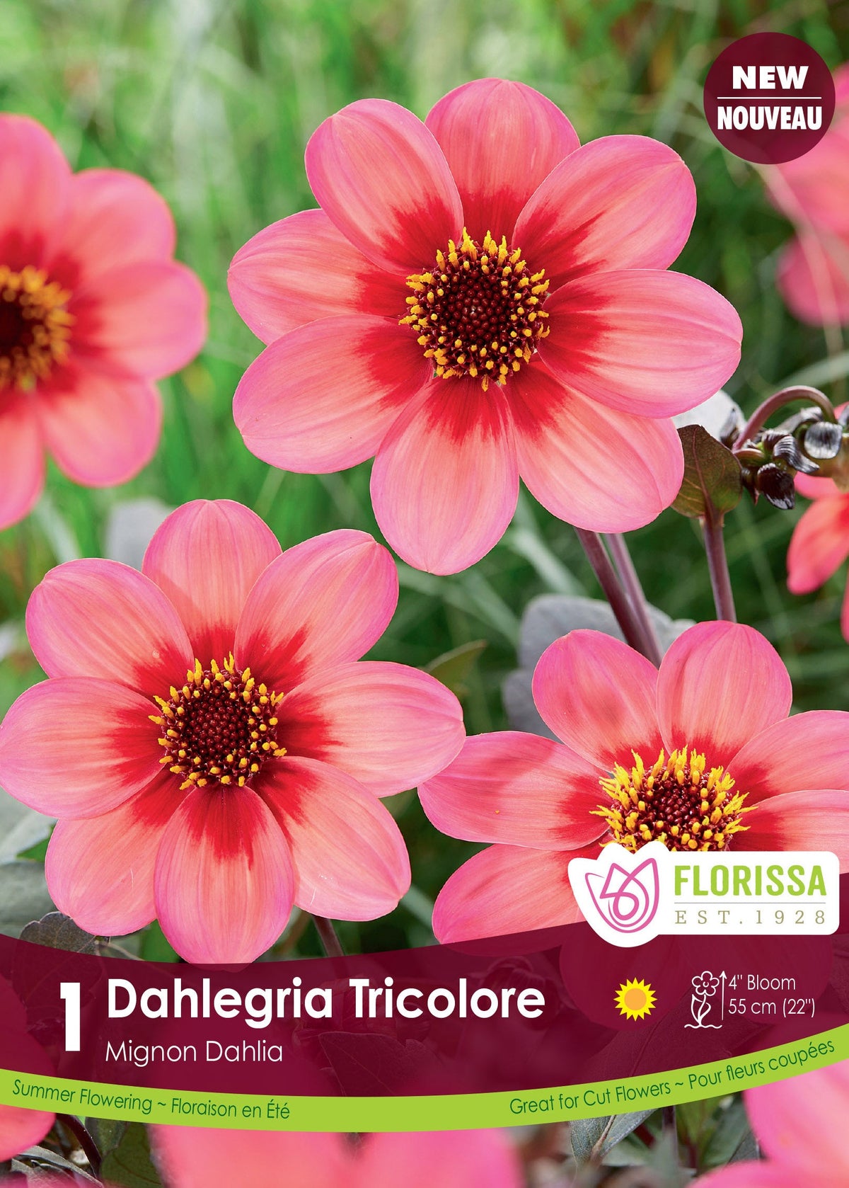 An upright Dahlegria Tricoloree clump reaches 60 cm with dark green leaves flushed purple