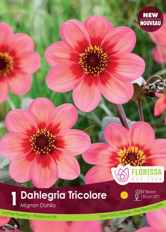 Dahlia Mignon ‘Dahlegria Tricolore’ ( Dahlia ) : des fleurs simples rose corail à centre brun entouré de petites étamines jaunes. Le visuel Florissa présente la plante et son nom dans la partie inférieure de l’étiquette. La photographie occupe presque toute la surface, tandis que le bandeau du bas rassemble les indications du produit. Cette vue permet de reconnaître son apparence et de distinguer la variété présentée.