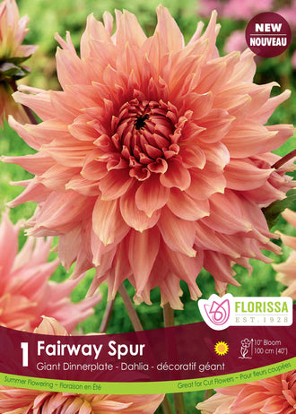 Giant ‘Fairway Spur’ Dahlia (<em>Dahlia</em> ‘Fairway Spur’)