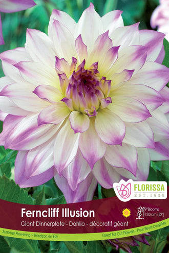 Giant ‘Ferncliff Illusion’ Dahlia (<em>Dahlia</em> ‘Ferncliff Illusion’)