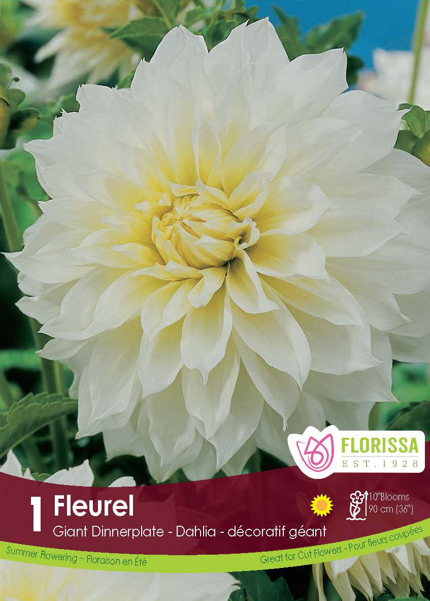 Dahlia géant ‘Fleurel’ ( Dahlia ) : un grand dahlia blanc à cœur jaune crème. Le visuel Florissa présente la plante et son nom dans la partie inférieure de l’étiquette. La photographie occupe presque toute la surface, tandis que le bandeau du bas rassemble les indications du produit. Cette vue permet de reconnaître son apparence et de distinguer la variété présentée.
