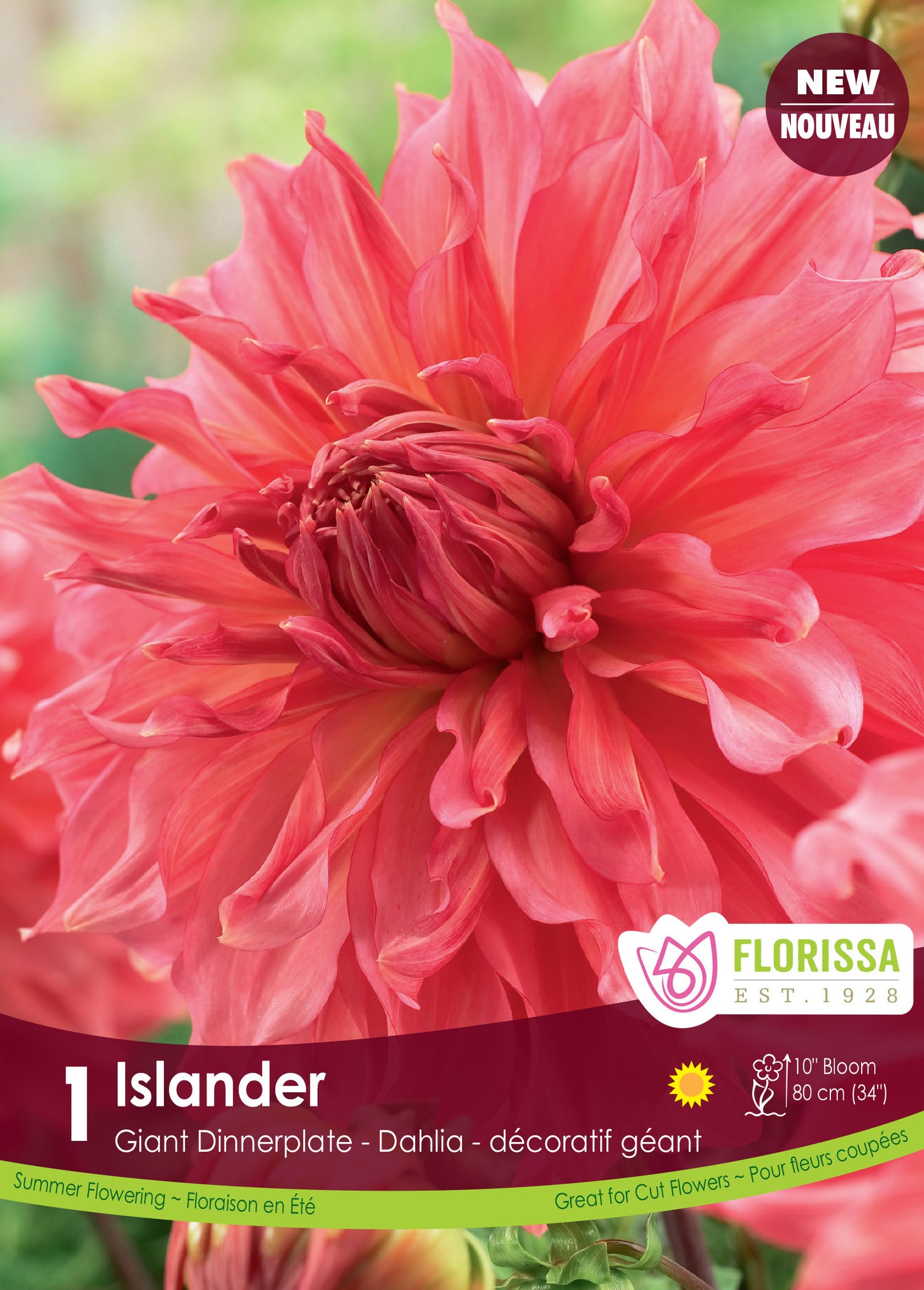 Dahlia géant 'Islander'