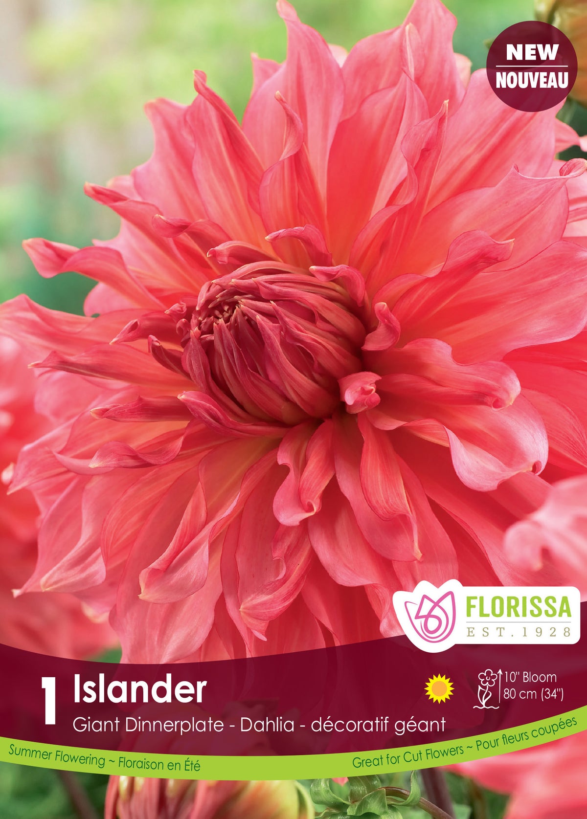 Dahlia géant ‘Islander’ ( Dahlia ) : un grand dahlia rose corail aux pétales pointus. Le visuel Florissa présente la plante et son nom dans la partie inférieure de l’étiquette. La photographie occupe presque toute la surface, tandis que le bandeau du bas rassemble les indications du produit. Cette vue permet de reconnaître son apparence et de distinguer la variété présentée.