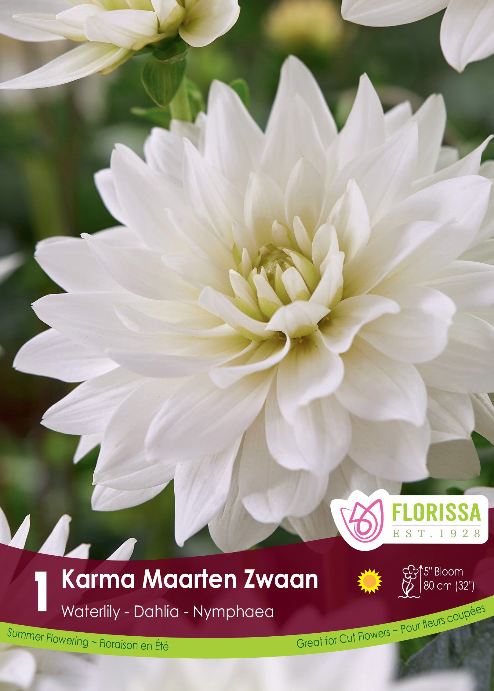 Dahlia nénuphar 'Karma Maarten Zwaan'
