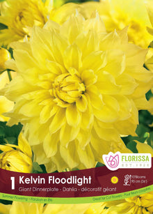 Dahlia géant ‘Kelvin Floodlight’ ( Dahlia ) : un grand dahlia jaune aux pétales nombreux. Le visuel Florissa présente la plante et son nom dans la partie inférieure de l’étiquette. La photographie occupe presque toute la surface, tandis que le bandeau du bas rassemble les indications du produit. Cette vue permet de reconnaître son apparence et de distinguer la variété présentée.
