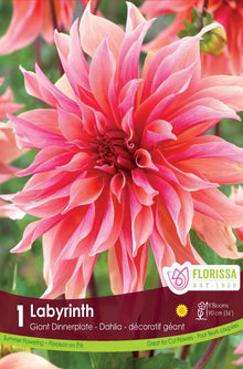 Dahlia géant ‘Labyrinth’ ( Dahlia ) : un dahlia rose et pêche aux longs pétales recourbés. Le visuel Florissa présente la plante et son nom dans la partie inférieure de l’étiquette. La photographie occupe presque toute la surface, tandis que le bandeau du bas rassemble les indications du produit. Cette vue permet de reconnaître son apparence et de distinguer la variété présentée.