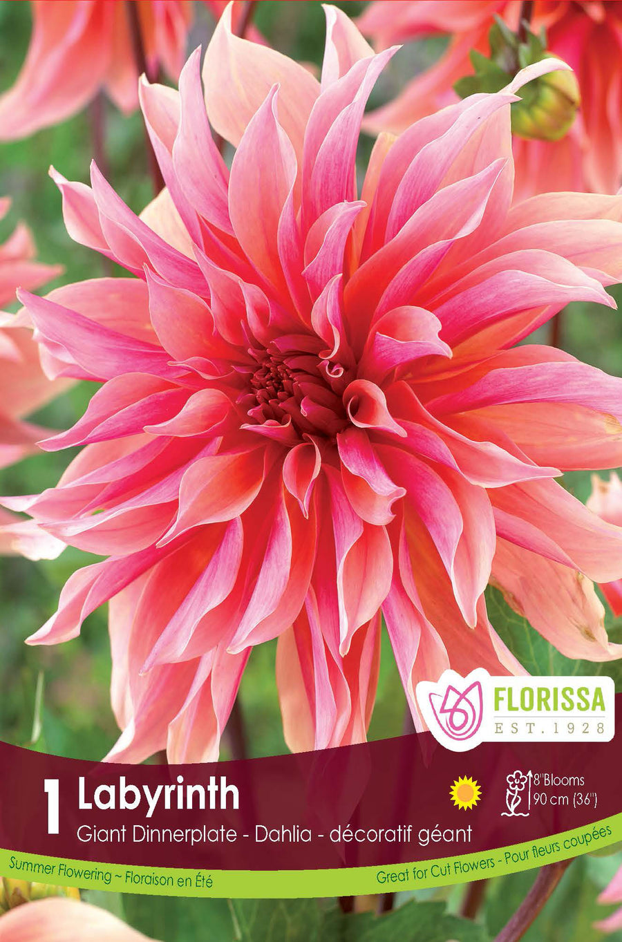 Dahlia géant ‘Labyrinth’ (<em>Dahlia</em> ‘Labyrinth’)