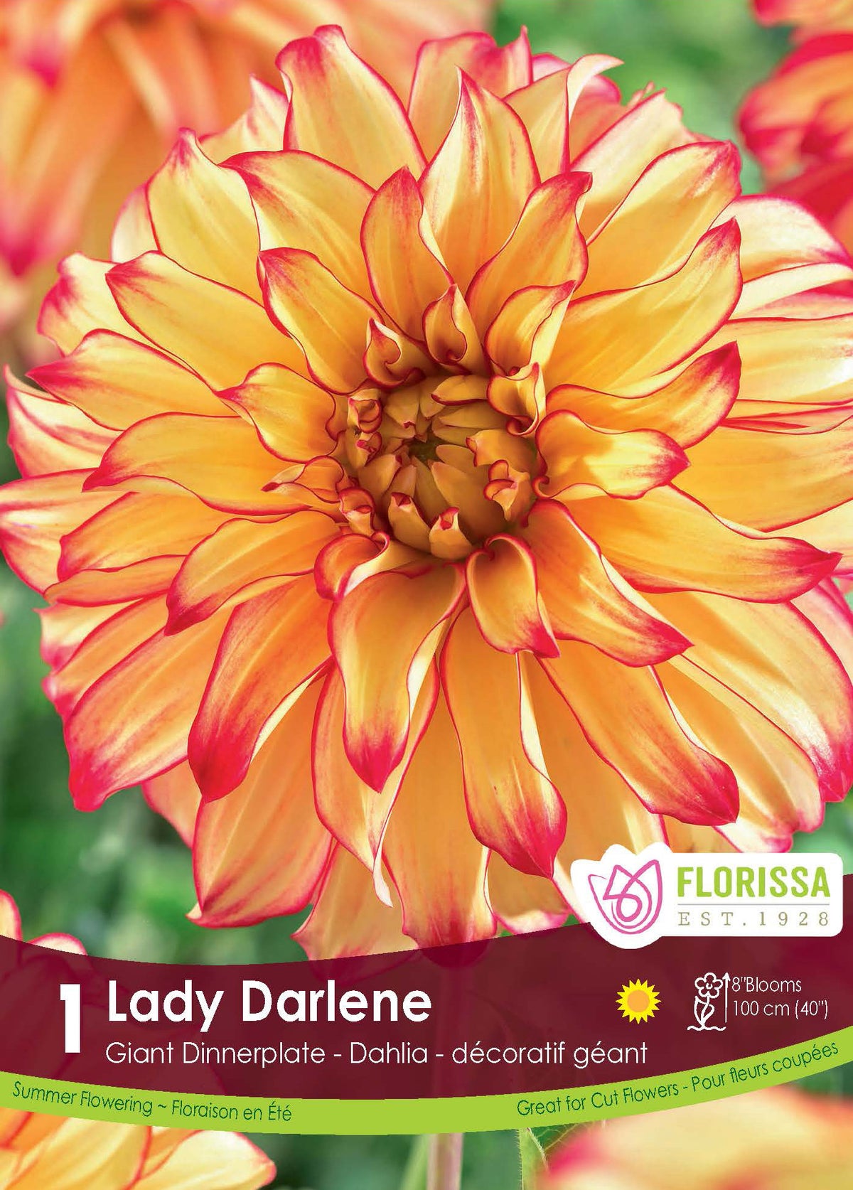 Dahlia géant ‘Lady Darlene’ ( Dahlia ) : un dahlia jaune doré finement bordé de rouge. Le visuel Florissa présente la plante et son nom dans la partie inférieure de l’étiquette. La photographie occupe presque toute la surface, tandis que le bandeau du bas rassemble les indications du produit. Cette vue permet de reconnaître son apparence et de distinguer la variété présentée.