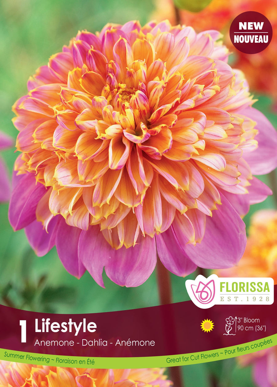 Dahlia anémone ‘Life Style’ ( Dahlia ) : une fleur aux pétales roses entourant un cœur volumineux jaune et orangé. Le visuel Florissa présente la plante et son nom dans la partie inférieure de l’étiquette. La photographie occupe presque toute la surface, tandis que le bandeau du bas rassemble les indications du produit. Cette vue permet de reconnaître son apparence et de distinguer la variété présentée.