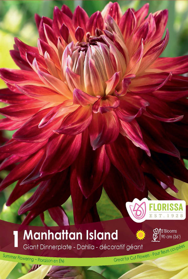 Giant dahlia 'Manhattan Island'