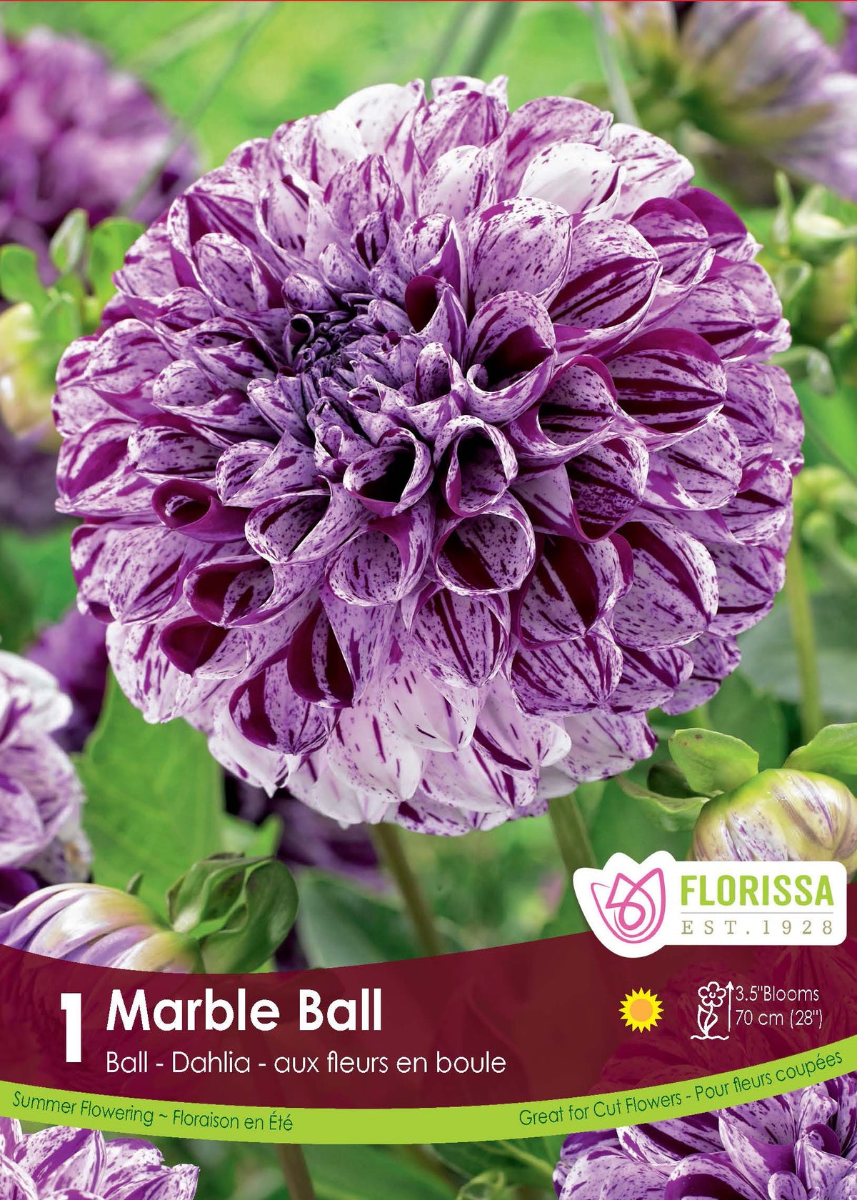 Dahlia Ball ‘Marble Ball’ ( Dahlia ) : un dahlia en boule pourpre marbré de blanc. Le visuel Florissa présente la plante et son nom dans la partie inférieure de l’étiquette. La photographie occupe presque toute la surface, tandis que le bandeau du bas rassemble les indications du produit. Cette vue permet de reconnaître son apparence et de distinguer la variété présentée.