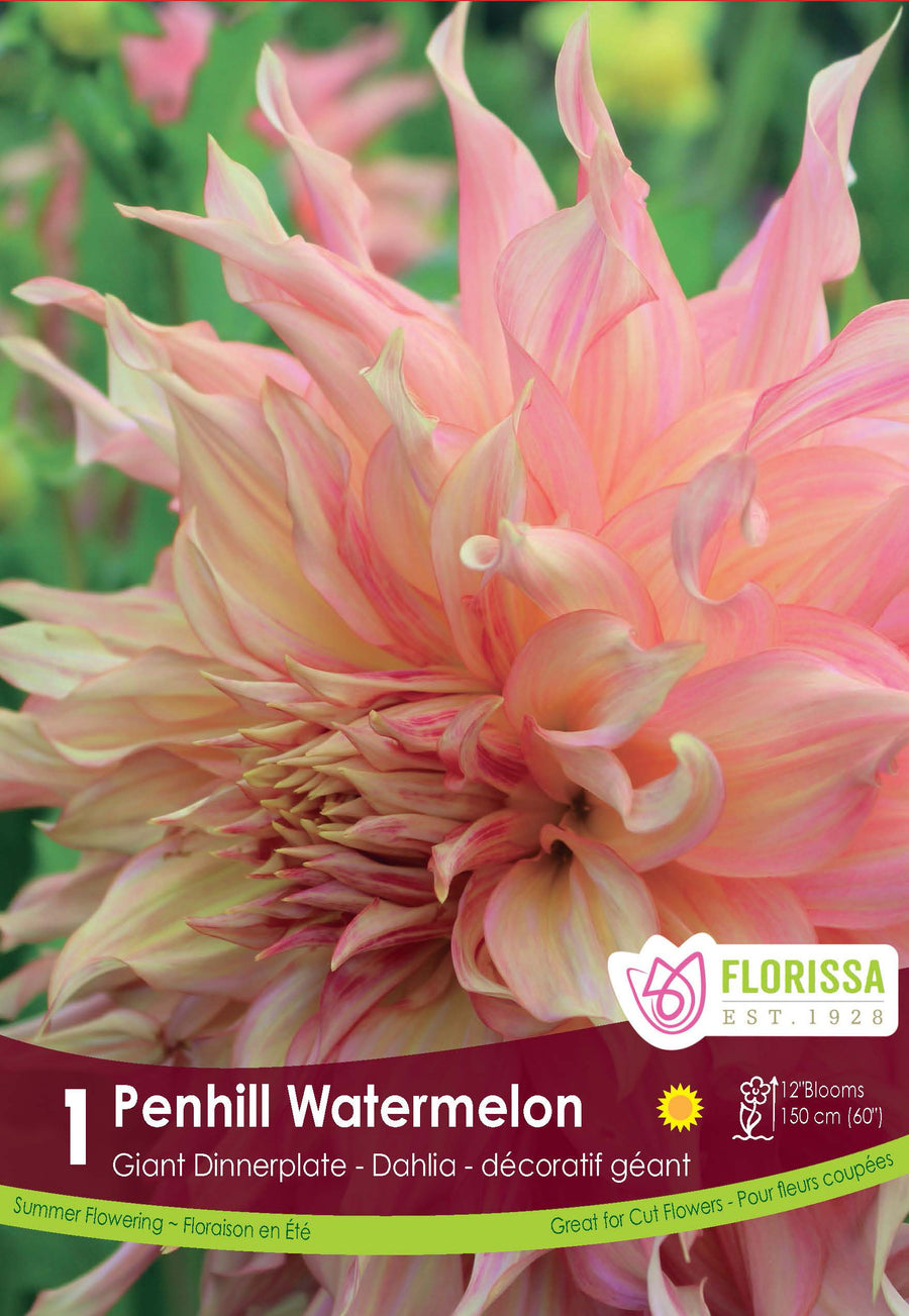 Dahlia géant ‘Penhill Watermelon’ (<em>Dahlia</em> ‘Penhill Watermelon’)