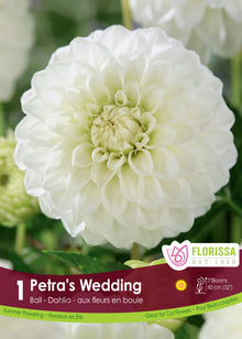 Dahlia Ball ‘Petra’s Wedding’ ( Dahlia ) : un dahlia blanc arrondi aux pétales très serrés. Le visuel Florissa présente la plante et son nom dans la partie inférieure de l’étiquette. La photographie occupe presque toute la surface, tandis que le bandeau du bas rassemble les indications du produit. Cette vue permet de reconnaître son apparence et de distinguer la variété présentée.