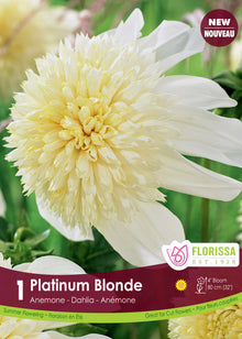 Dahlia anémone ‘Platinum Blonde’ ( Dahlia ) : un dahlia blanc à grand cœur jaune crème très fourni. Le visuel Florissa présente la plante et son nom dans la partie inférieure de l’étiquette. La photographie occupe presque toute la surface, tandis que le bandeau du bas rassemble les indications du produit. Cette vue permet de reconnaître son apparence et de distinguer la variété présentée.