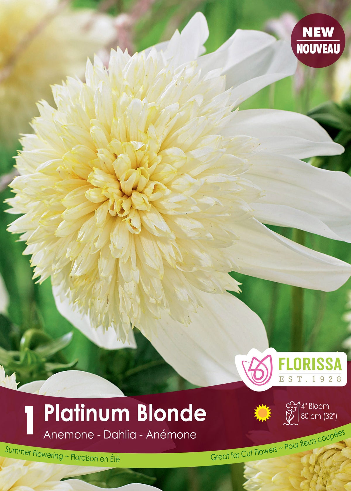 Dahlia anémone ‘Platinum Blonde’ ( Dahlia ) : un dahlia blanc à grand cœur jaune crème très fourni. Le visuel Florissa présente la plante et son nom dans la partie inférieure de l’étiquette. La photographie occupe presque toute la surface, tandis que le bandeau du bas rassemble les indications du produit. Cette vue permet de reconnaître son apparence et de distinguer la variété présentée.
