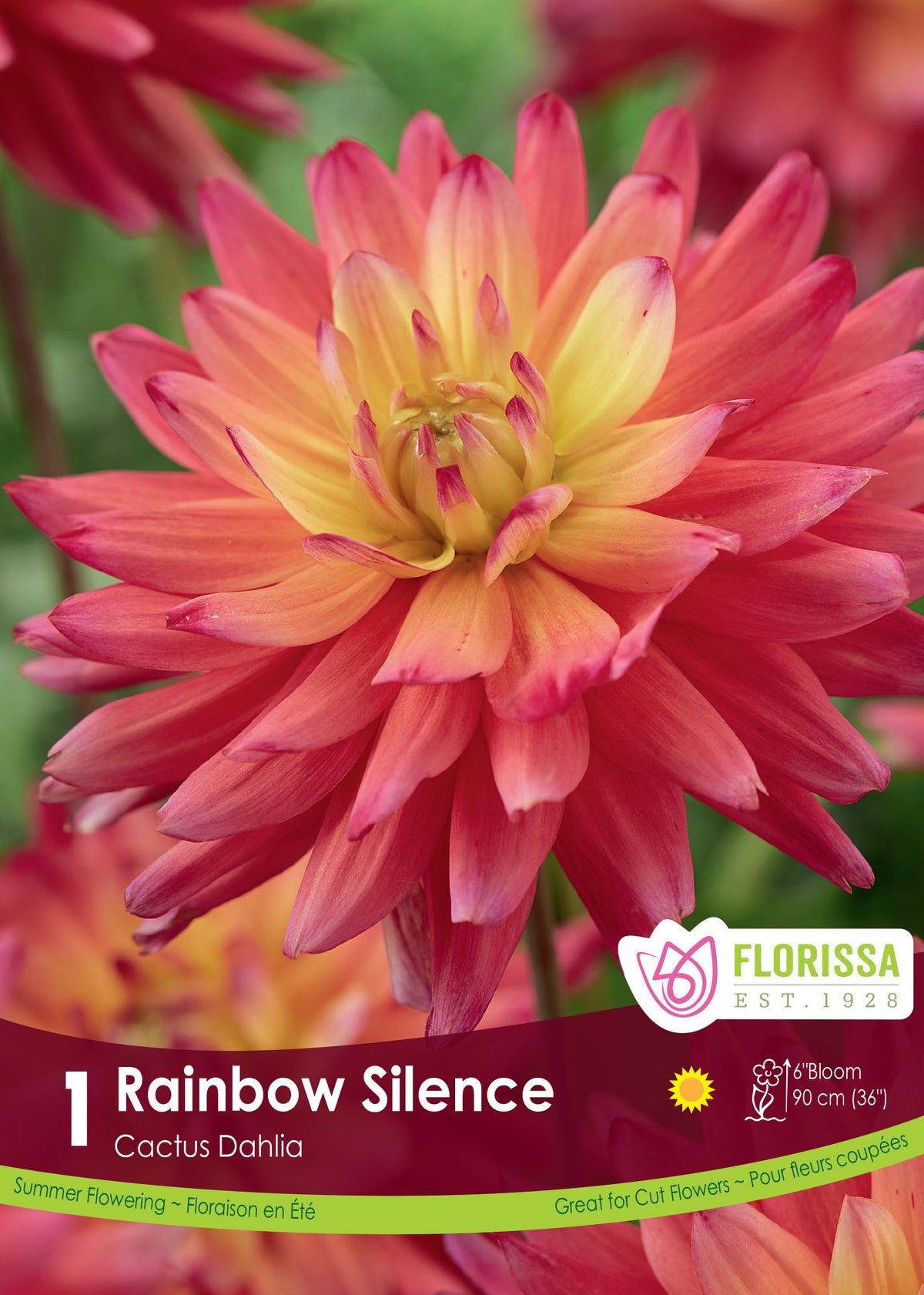 Dahlia cactus ‘Rainbow Silence’ ( Dahlia ) : un dahlia rose rouge à cœur jaune et pétales pointus. Le visuel Florissa présente la plante et son nom dans la partie inférieure de l’étiquette. La photographie occupe presque toute la surface, tandis que le bandeau du bas rassemble les indications du produit. Cette vue permet de reconnaître son apparence et de distinguer la variété présentée.