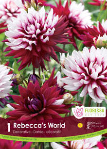 Dahlia décoratif ‘Rebecca’s World’ ( Dahlia ) : des dahlias bordeaux et blancs aux pétales pointus. Le visuel Florissa présente la plante et son nom dans la partie inférieure de l’étiquette. La photographie occupe presque toute la surface, tandis que le bandeau du bas rassemble les indications du produit. Cette vue permet de reconnaître son apparence et de distinguer la variété présentée.