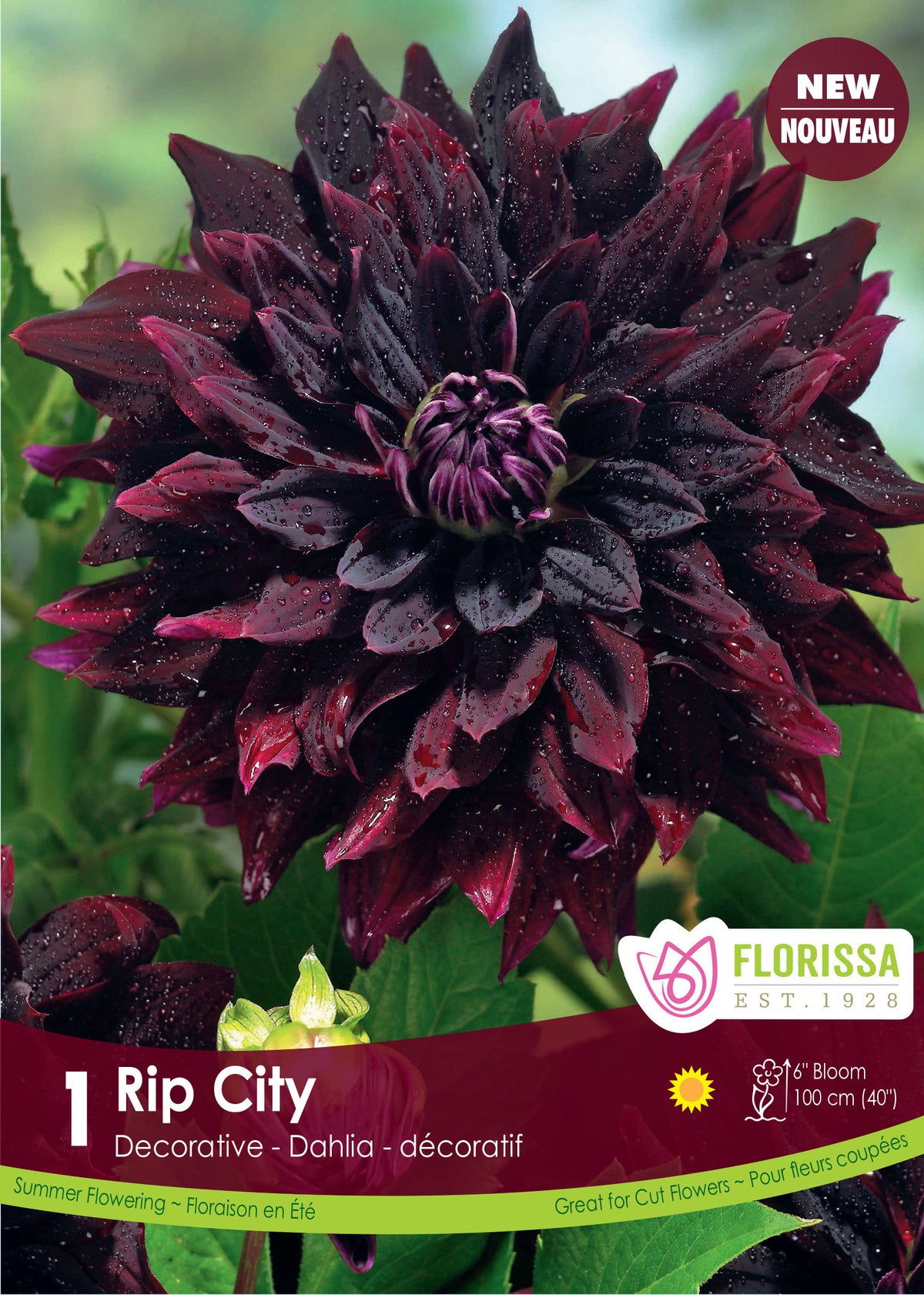 Dahlia ‘Rip City’ ( Dahlia ) : un dahlia bordeaux presque noir aux pétales pointus. Le visuel Florissa présente la plante et son nom dans la partie inférieure de l’étiquette. La photographie occupe presque toute la surface, tandis que le bandeau du bas rassemble les indications du produit. Cette vue permet de reconnaître son apparence et de distinguer la variété présentée.