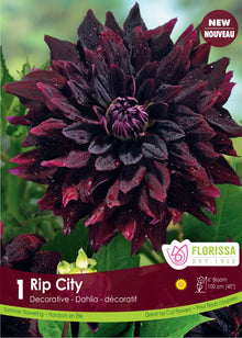 Dahlia ‘Rip City’ ( Dahlia ) : un dahlia bordeaux presque noir aux pétales pointus. Le visuel Florissa présente la plante et son nom dans la partie inférieure de l’étiquette. La photographie occupe presque toute la surface, tandis que le bandeau du bas rassemble les indications du produit. Cette vue permet de reconnaître son apparence et de distinguer la variété présentée.