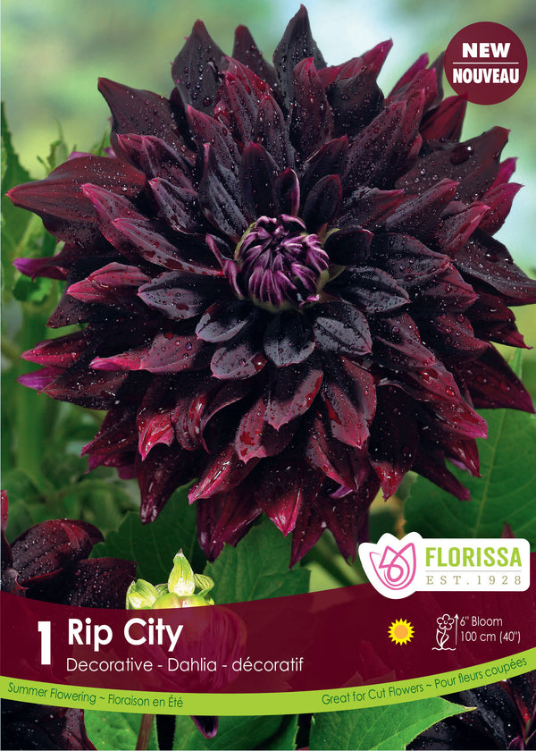 Decorative dahlia 'Rip City'