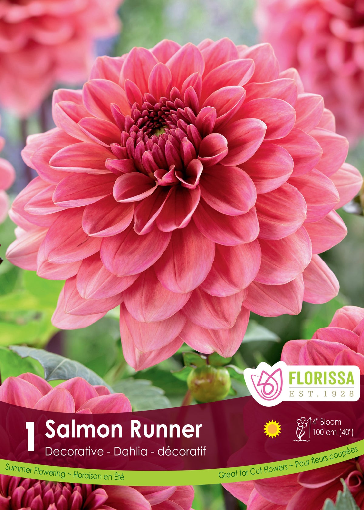 Dahlia ‘Salmon Runner’ ( Dahlia ) : un dahlia rose saumon aux pétales arrondis et centre foncé. Le visuel Florissa présente la plante et son nom dans la partie inférieure de l’étiquette. La photographie occupe presque toute la surface, tandis que le bandeau du bas rassemble les indications du produit. Cette vue permet de reconnaître son apparence et de distinguer la variété présentée.