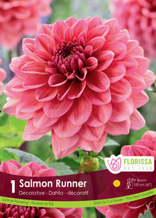 Dahlia ‘Salmon Runner’ ( Dahlia ) : un dahlia rose saumon aux pétales arrondis et centre foncé. Le visuel Florissa présente la plante et son nom dans la partie inférieure de l’étiquette. La photographie occupe presque toute la surface, tandis que le bandeau du bas rassemble les indications du produit. Cette vue permet de reconnaître son apparence et de distinguer la variété présentée.