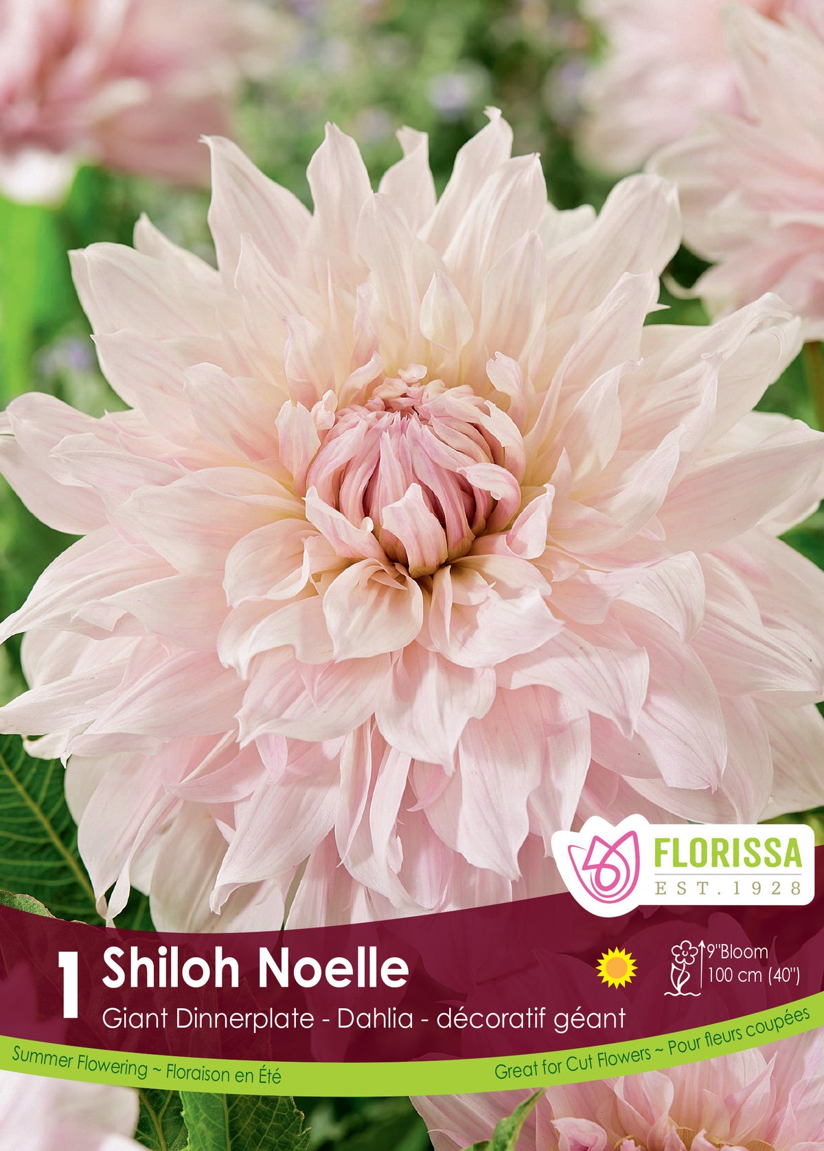 Dahlia géant ‘Shiloh Noelle’ ( Dahlia ) : un dahlia blanc rosé aux pétales pointus. Le visuel Florissa présente la plante et son nom dans la partie inférieure de l’étiquette. La photographie occupe presque toute la surface, tandis que le bandeau du bas rassemble les indications du produit. Cette vue permet de reconnaître son apparence et de distinguer la variété présentée.