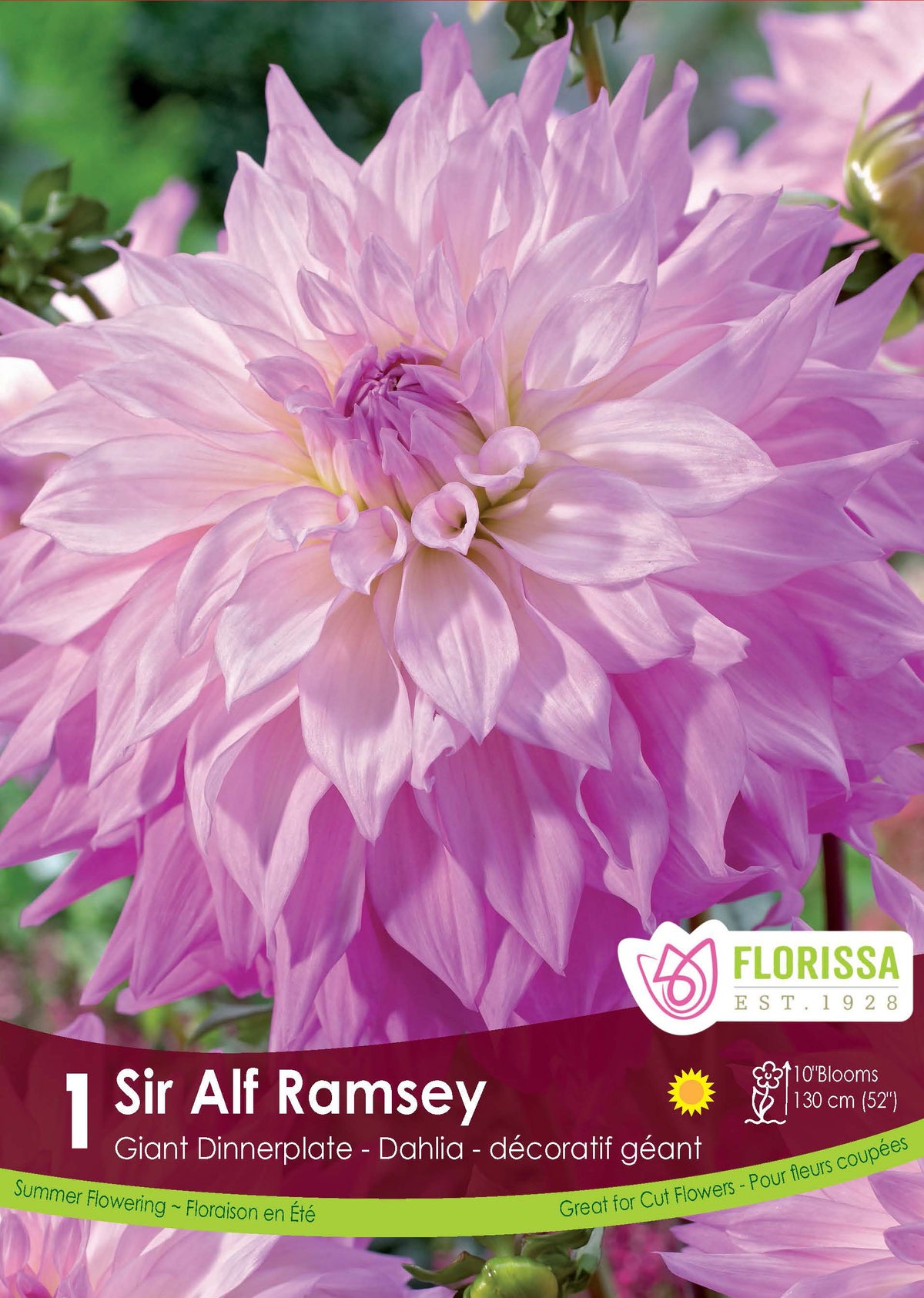 Dahlia ‘Sir Alf Ramsey’ ( Dahlia ) : un dahlia rose lilas aux nombreux pétales pointus. Le visuel Florissa présente la plante et son nom dans la partie inférieure de l’étiquette. La photographie occupe presque toute la surface, tandis que le bandeau du bas rassemble les indications du produit. Cette vue permet de reconnaître son apparence et de distinguer la variété présentée.