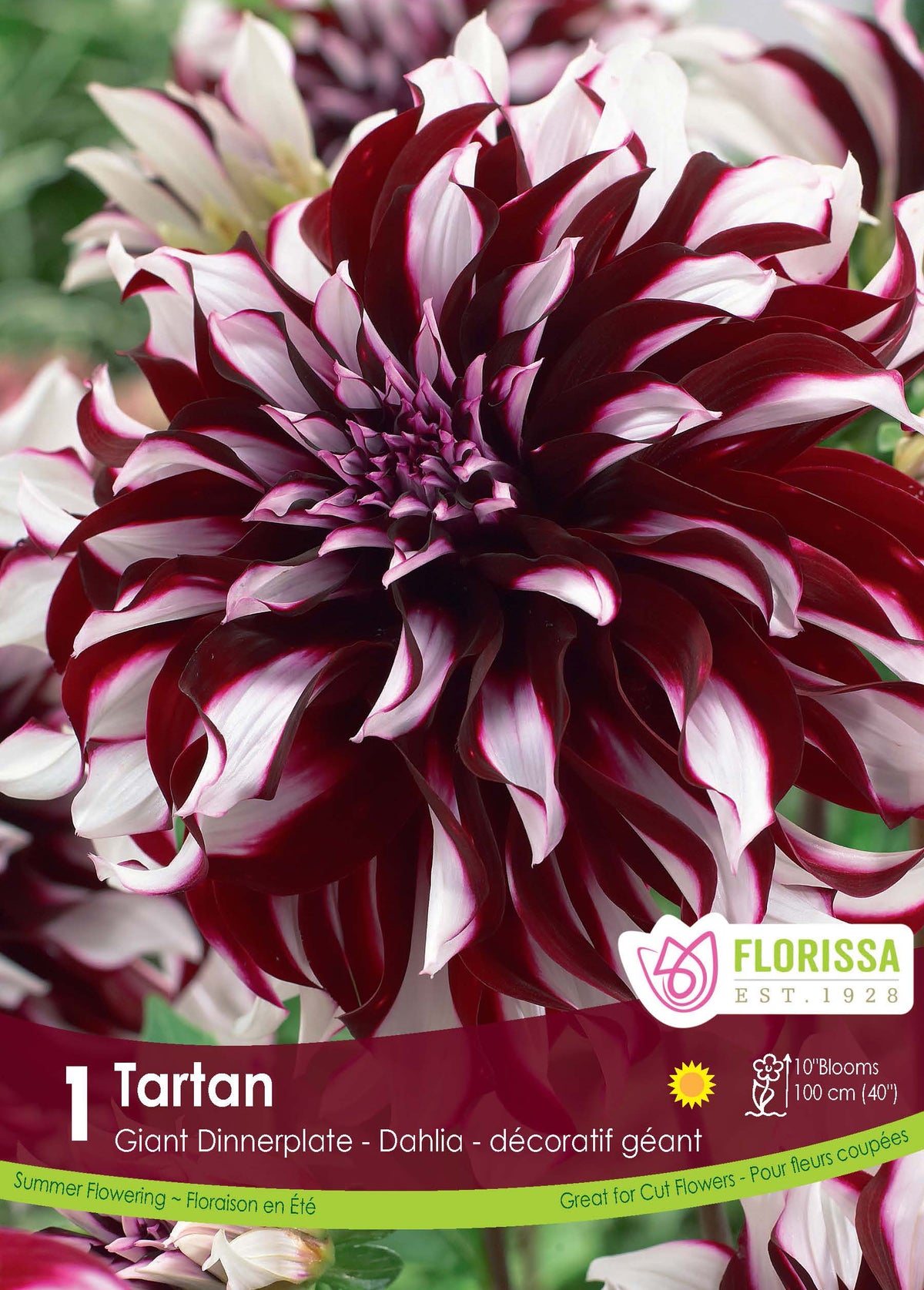 Dahlia géant ‘Tartan’ ( Dahlia ) : un grand dahlia bordeaux portant des marques blanches. Le visuel Florissa présente la plante et son nom dans la partie inférieure de l’étiquette. La photographie occupe presque toute la surface, tandis que le bandeau du bas rassemble les indications du produit. Cette vue permet de reconnaître son apparence et de distinguer la variété présentée.